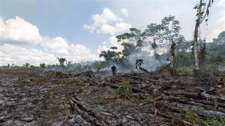 Νέο SOS για την Καταστροφή του Τροπικού Δάσους στον Αμαζόνιο